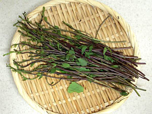 �؂̉� �싛���s �_���H�A�g �s�s�Ɣ_�R�����̋������ݎx��